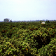 Illustration for article titled Photos of Orange County, Calif., When Oranges Actually Grew There